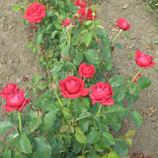 Trandafir cu parfum intens - Trandafiri - Pannonhalma - 